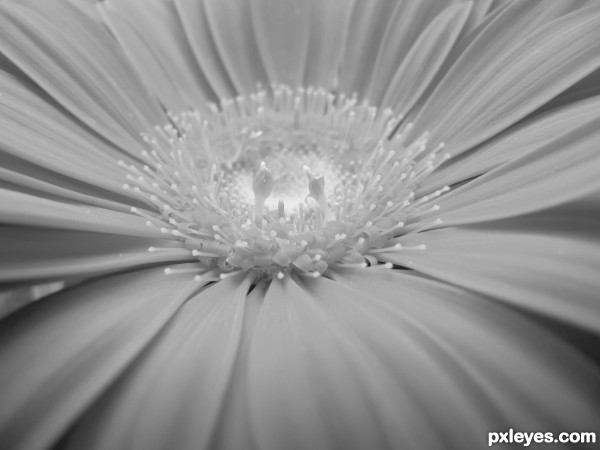 Gerbera in Black&White